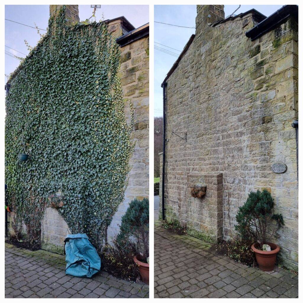 Before and after ivy removal from exterior brick wall by Trusted Cleanerz Ltd in West Yorkshire