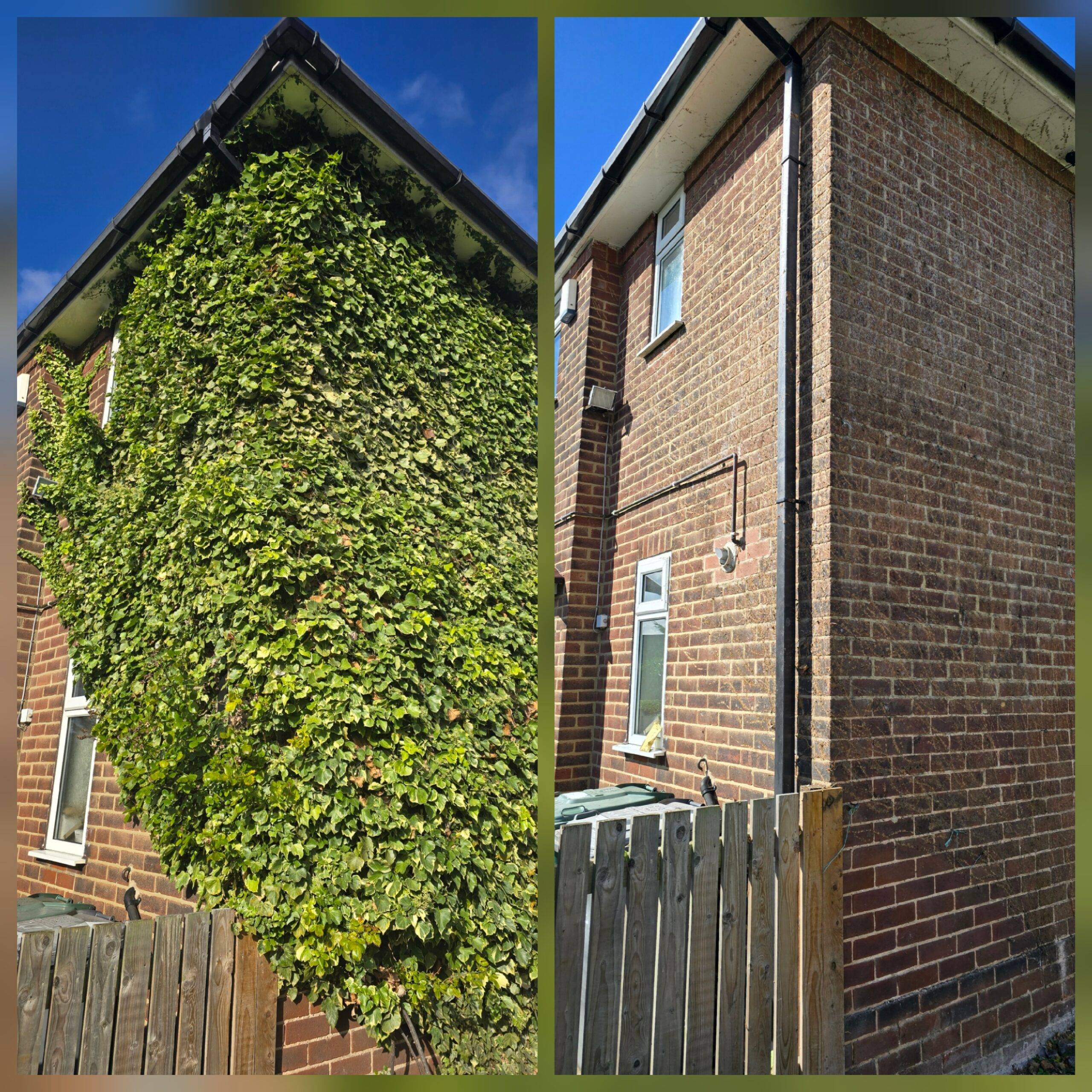 Before and after ivy removal from a residential brick exterior showing full clearance of overgrown ivy