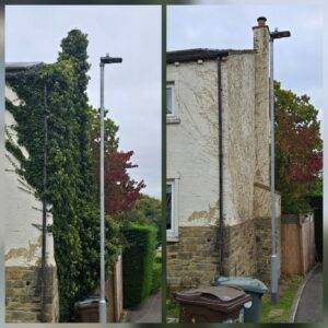 Before and after ivy removal from a rendered exterior wall showing heavy ivy growth cleared and visible paint flaking from previous ivy damage