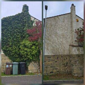 Before and after ivy removal from a rendered and stone exterior showing full clearance of dense growth
