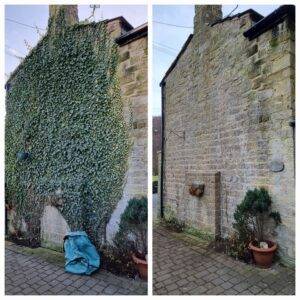 Before and after ivy removal from a residential stone wall showing full clearance of dense ivy growth