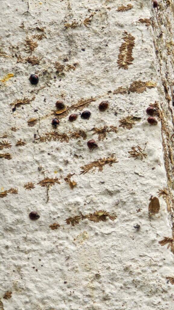 Close-up photo of harlequin ladybirds clustering on an exterior wall after hiding in ivy.