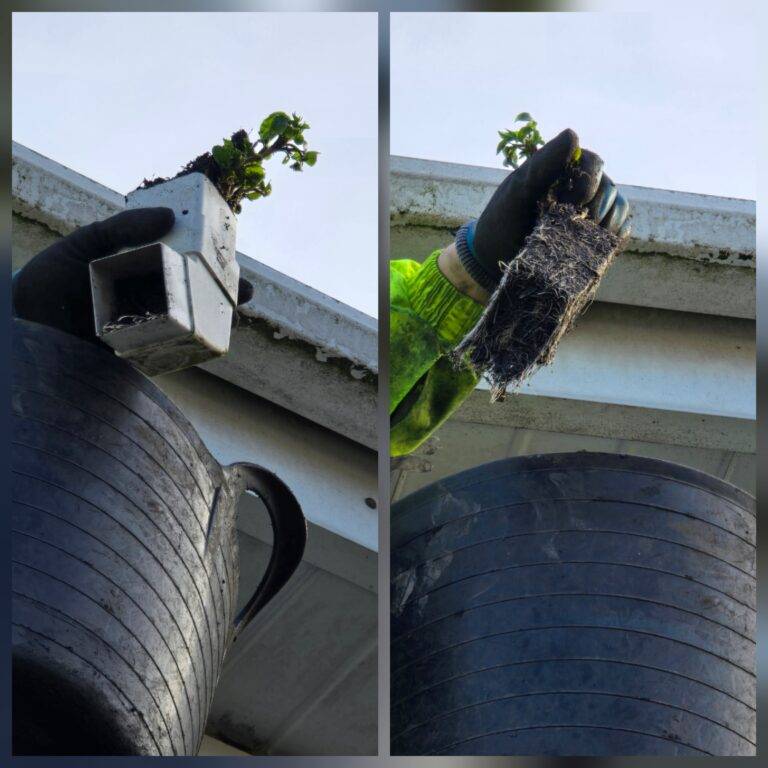 Debris and plant growth removed from a gutter during a gutter cleaning job in Huddersfield.