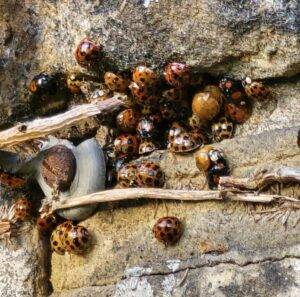 Harlequin ladybirds exposed in wall crevices after ivy removal