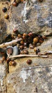 Harlequin ladybirds exposed in wall crevices after ivy removal