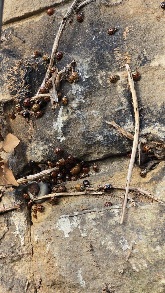 Harlequin ladybirds sheltering in stone wall cracks after ivy removal