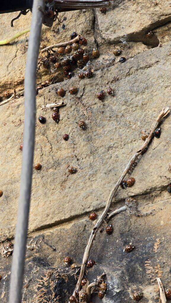 Harlequin ladybirds scattered on stone wall after ivy removal