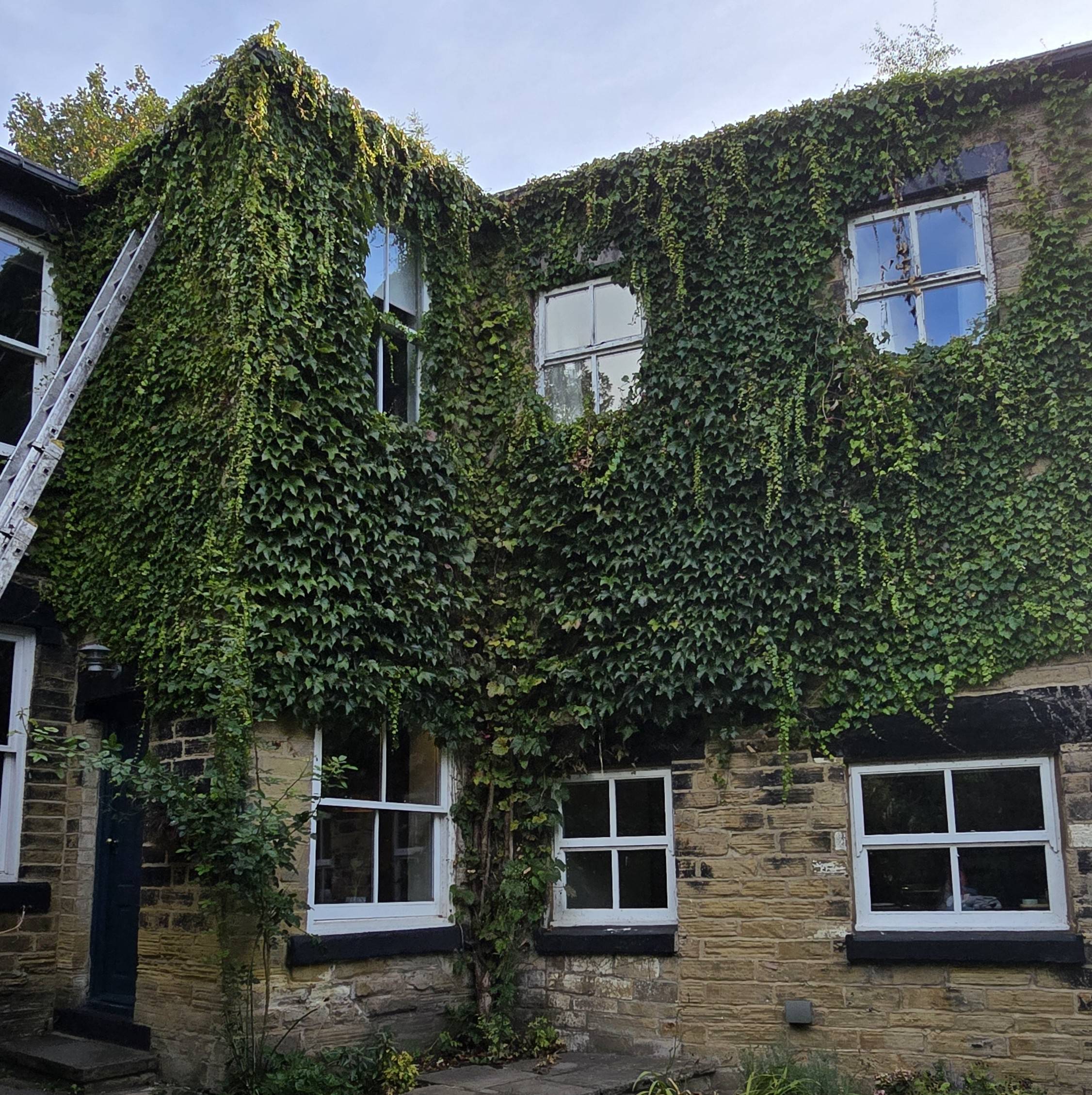 Heavy mature ivy growth covering a stone house before professional removal