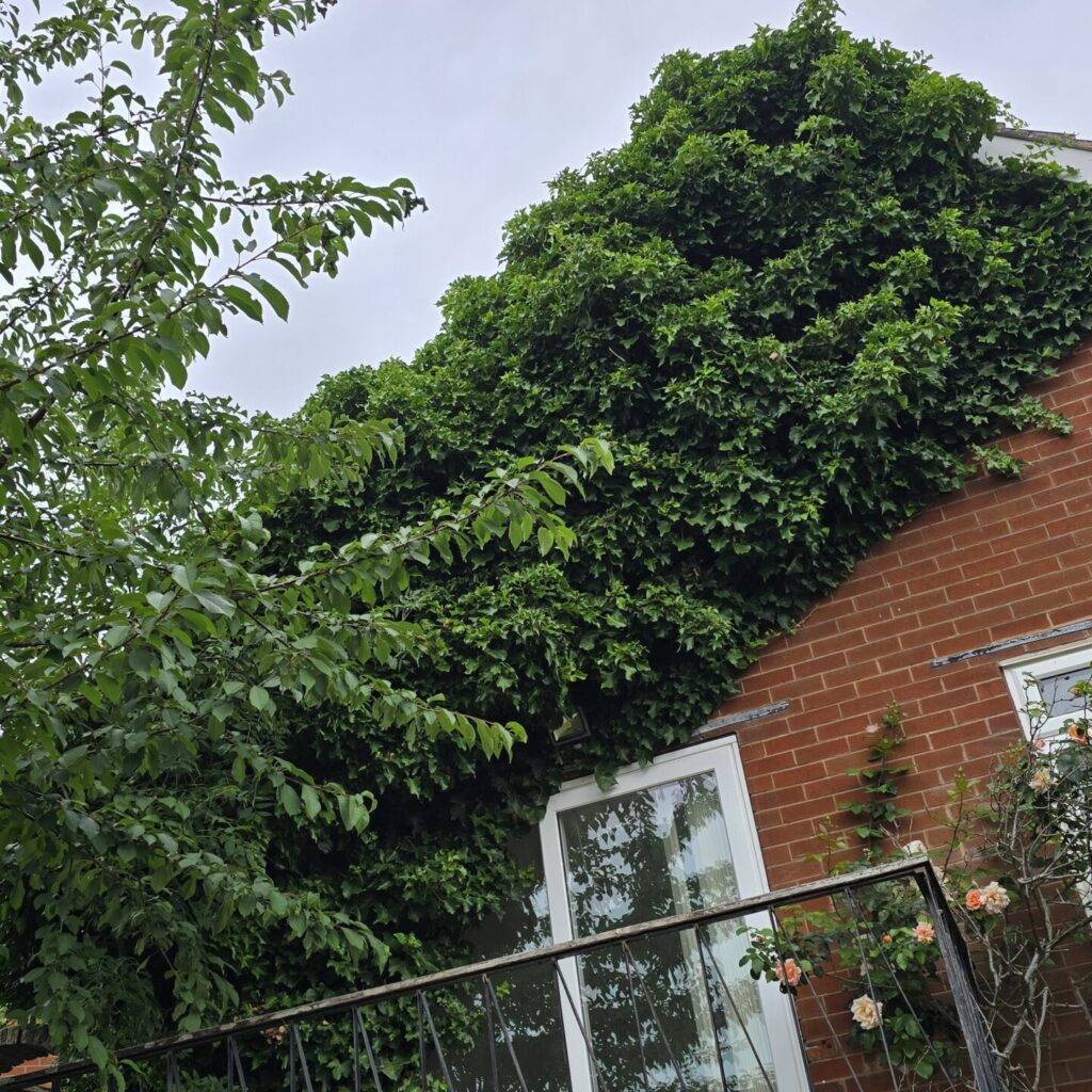 Ivy covering a brick house wall before professional ivy removal