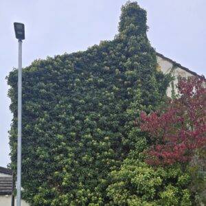 Exterior wall of a UK house completely covered in dense ivy where harlequin ladybirds were found hiding.
