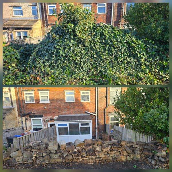 Before and after dense ivy removal from a stone garden boundary wall