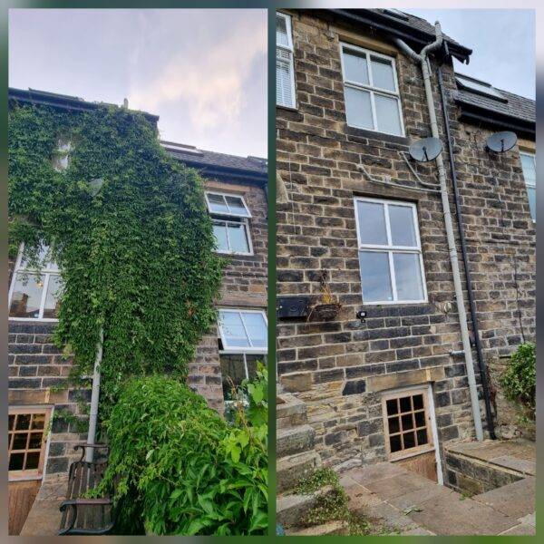 Before and after ivy removal from stone house wall in Chester