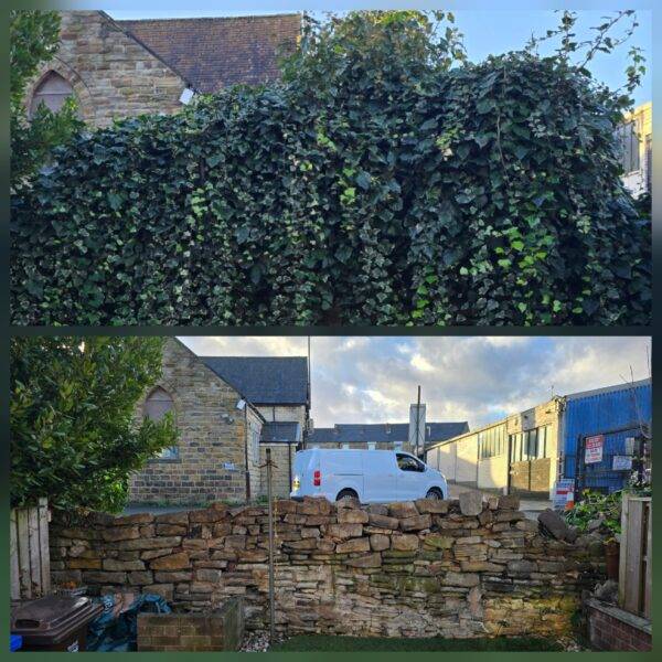 Before and after ivy removal showing a stone wall fully cleared of dense ivy growth, revealing clean, undamaged stonework by Trusted Cleanerz Ltd.
