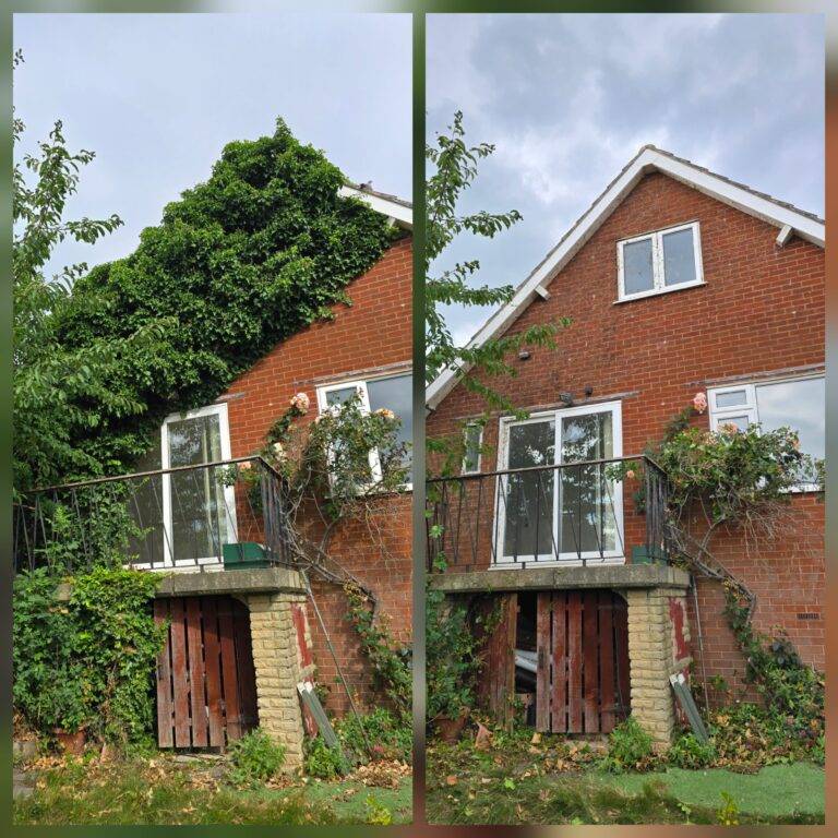Before and after ivy removal from a brick house in Liverpool, showing heavy ivy cleared from the upper wall and gable end.