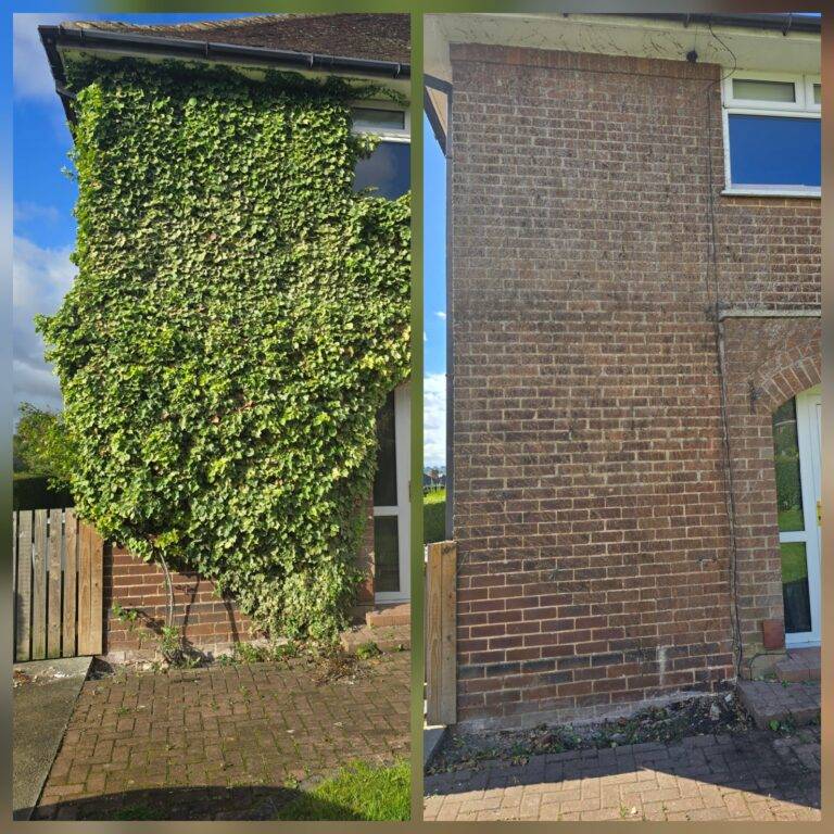 Before and after ivy removal from a brick house wall in Liverpool, showing ivy safely cleared to reveal clean brickwork.
