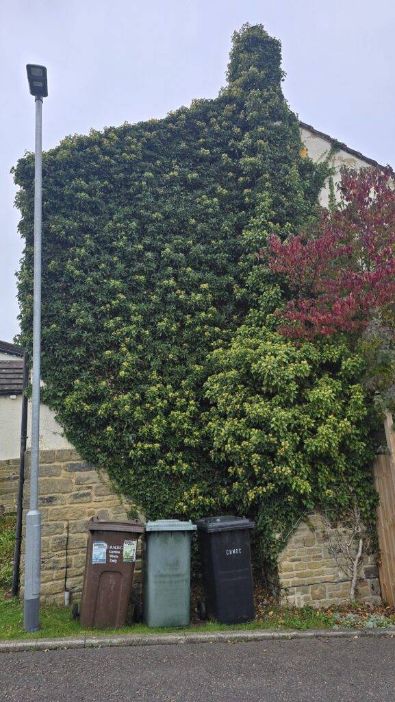Side of a UK house completely covered in dense ivy, showing how mature growth creates ideal shelter for pests like ladybirds.