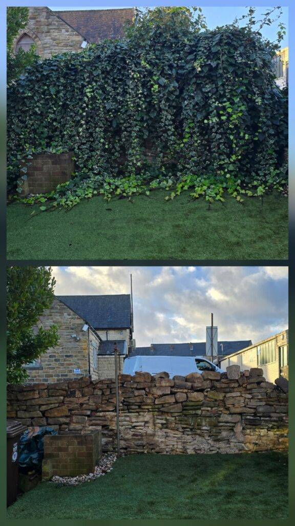 Before and after ivy climbing a garden wall and reaching gutter height before being removed in West Yorkshire.