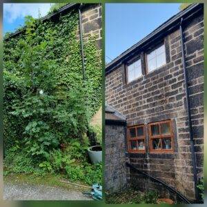 Before and after manual ivy removal from a residential stone wall in York showing complete removal of overgrown ivy and restored brickwork.