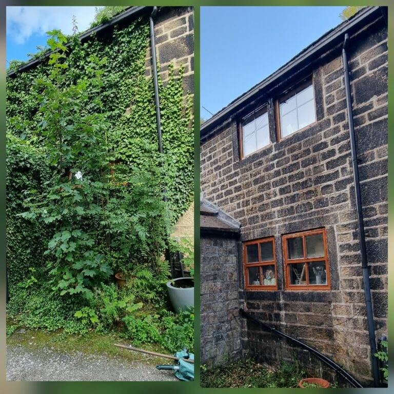 Before and after manual ivy removal from a residential stone wall in York showing complete removal of overgrown ivy and restored brickwork.