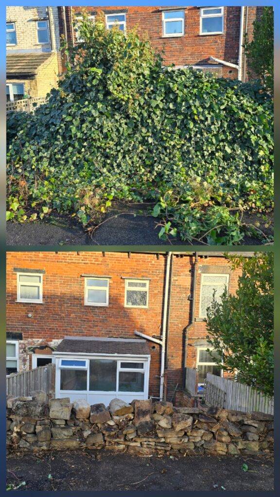 Before and after neighbour’s ivy overgrowing a boundary wall and professionally removed in Leeds.