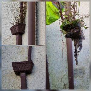 Before and after blocked downpipe clearing showing vegetation and debris removed to restore drainage