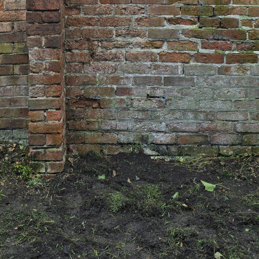 Brick wall after ivy removal showing cleared base area and ivy staining on the brickwork