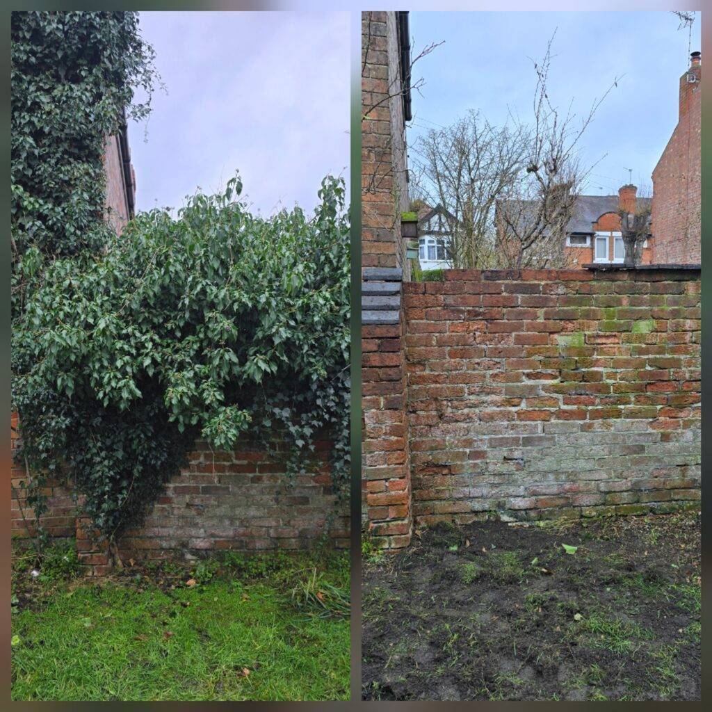 Before and after ivy removal from a brick wall showing cleared brickwork and exposed base area