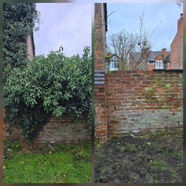 Before and after ivy removal from a brick wall showing cleared brickwork and exposed base area