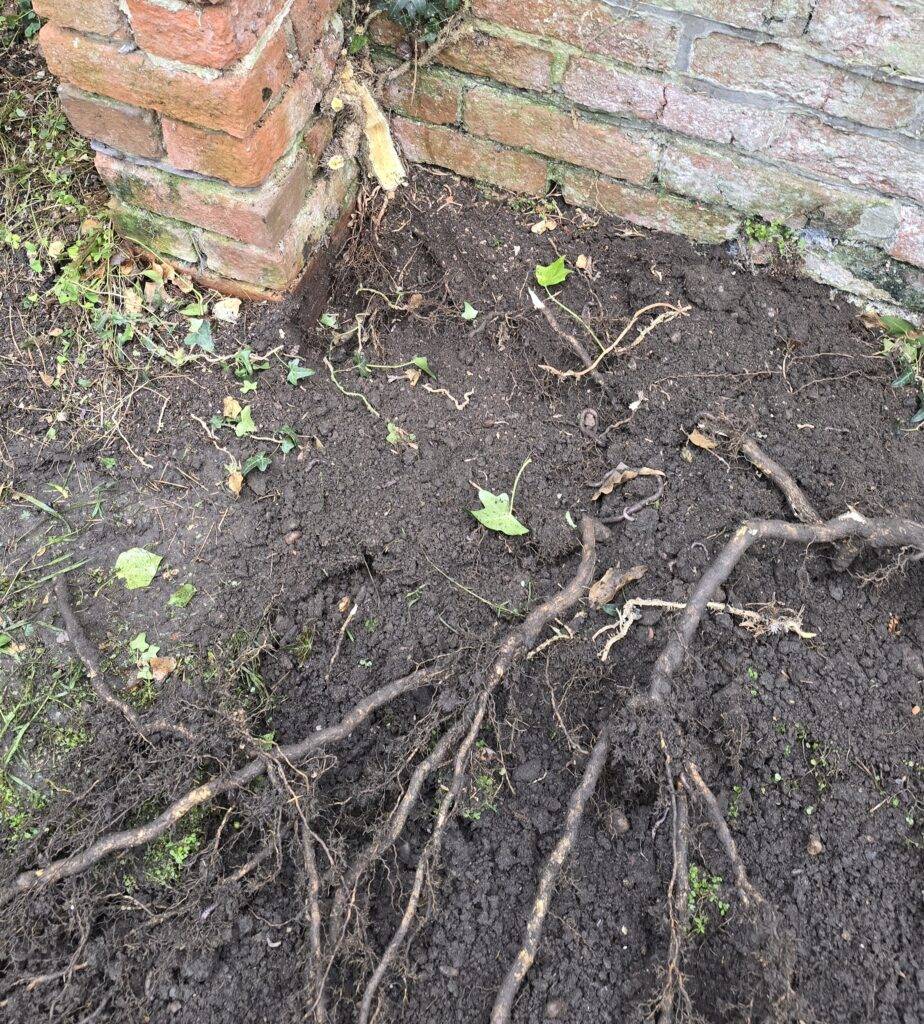 Exposed ivy root system in the soil near the base of a brick wall