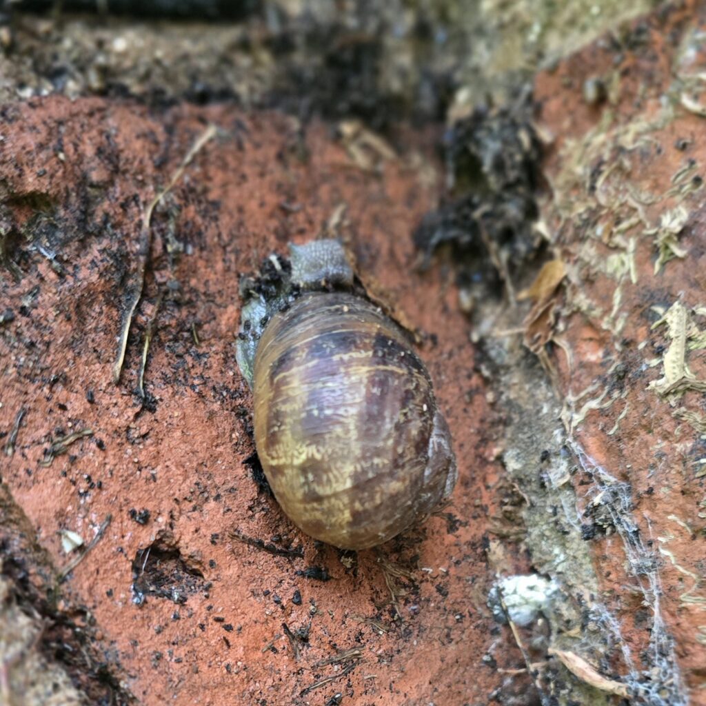 Brown garden snail on exterior brick surface exposed after ivy removal