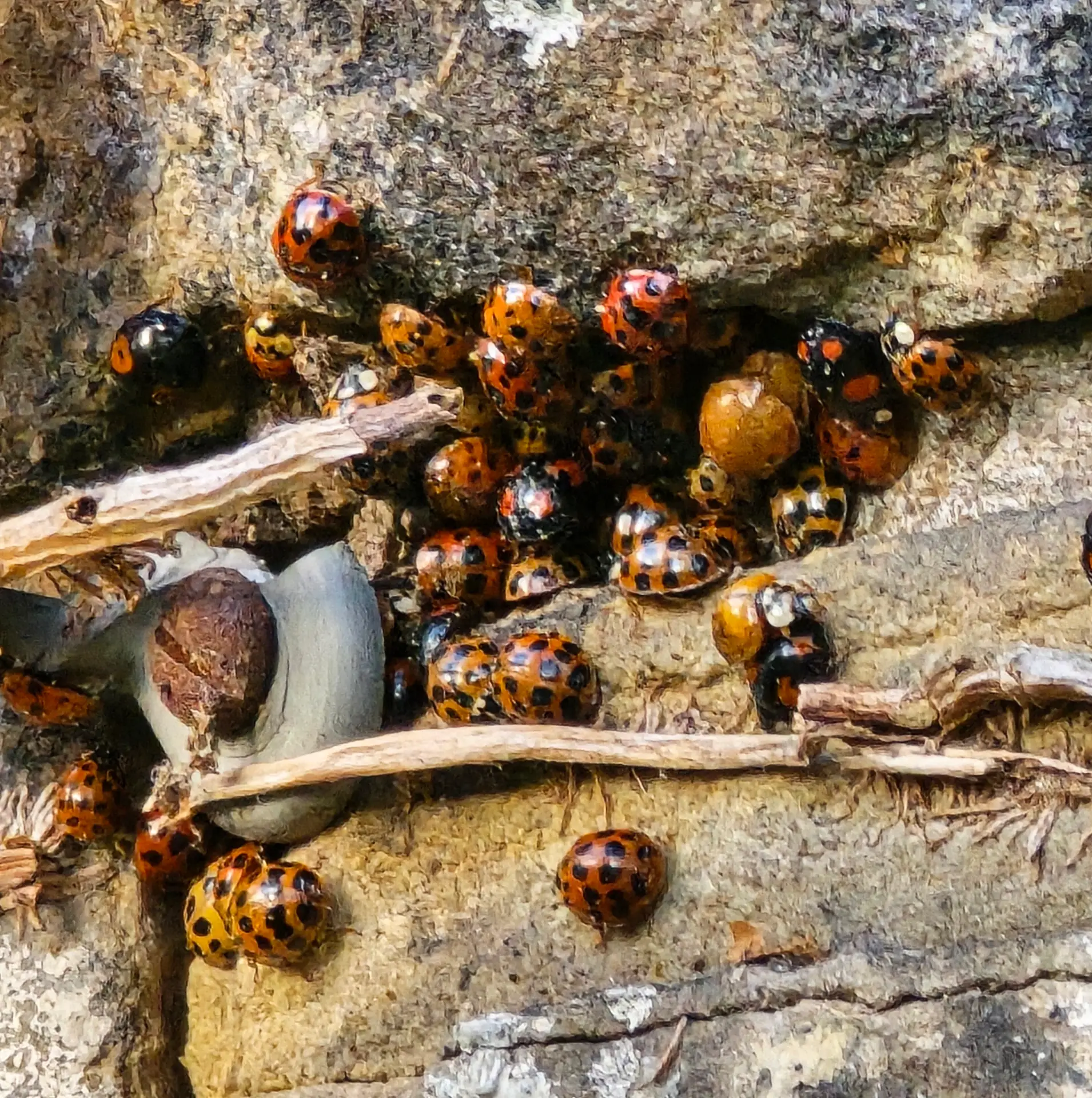 Several harlequin ladybirds clustered in a gap behind ivy on exterior brickwork