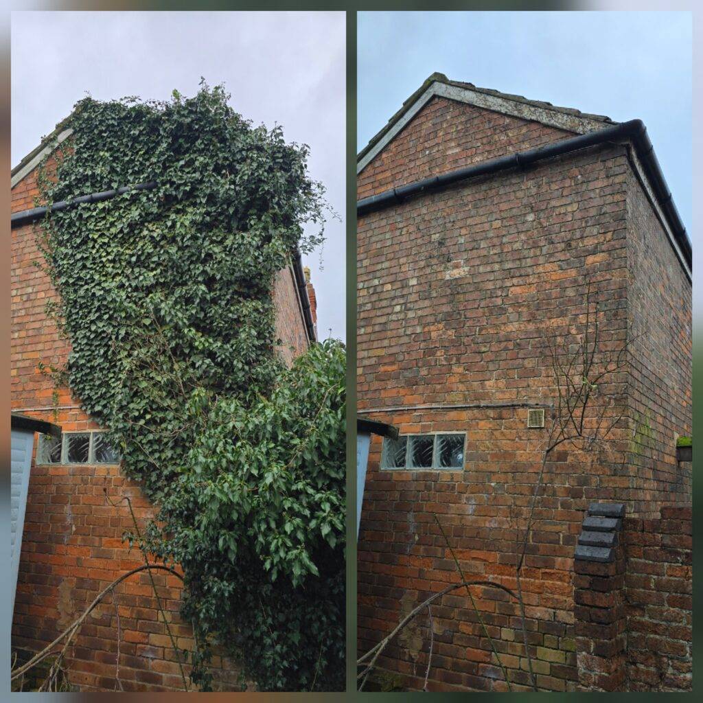Before-and-after photo of house ivy removal on a brick end wall, showing heavy ivy growth removed to reveal the brickwork and guttering.