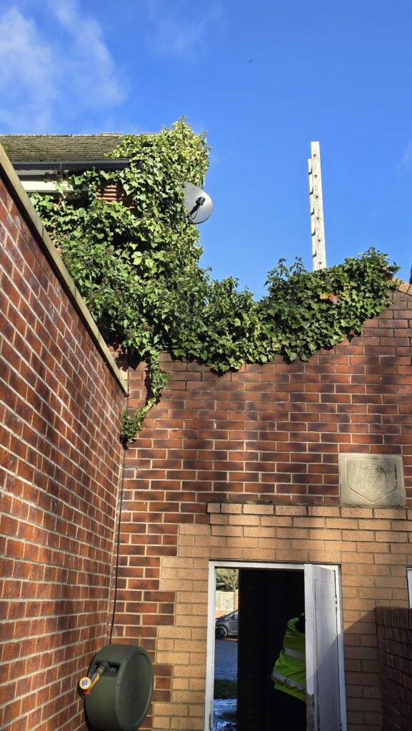 Ivy overgrowth spreading into gutters and roof edge on a brick building