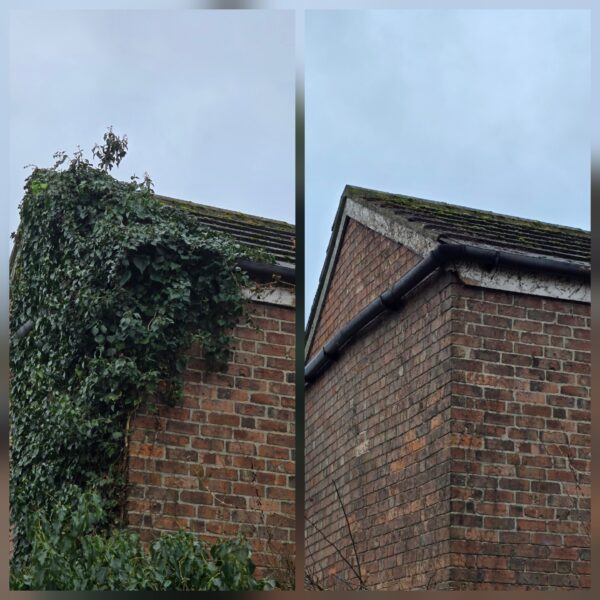 Side-by-side before and after photos showing ivy covering a brick gable wall and roof edge, then removed to reveal the brickwork and guttering.
