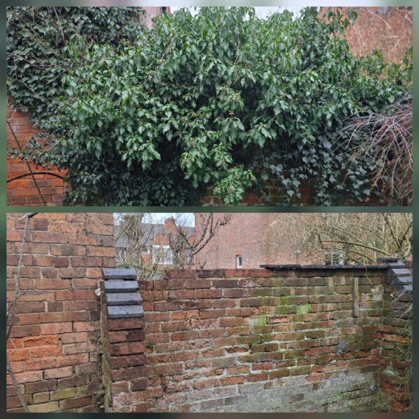 Before-and-after image of dense ivy and overgrown plants covering a garden brick wall, then removed to reveal the brickwork with moss staining.