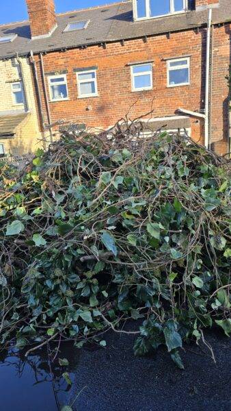 Large volume of ivy waste generated after professional ivy removal