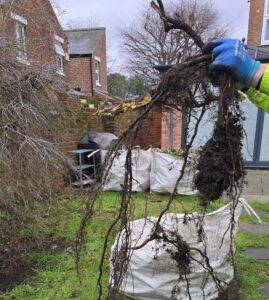 Operator holding an ivy root crown and stump removed from the base of a brick wall