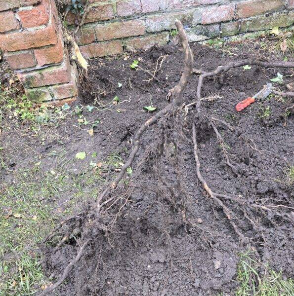 Shallow ivy roots and runners exposed in soil beside a brick wall