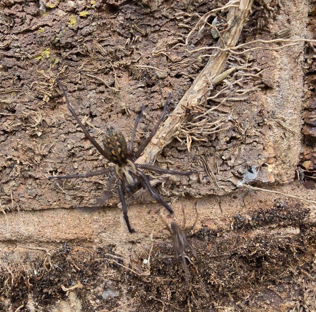Large brown spider on exterior brick wall with ivy tendrils and debris after ivy removal