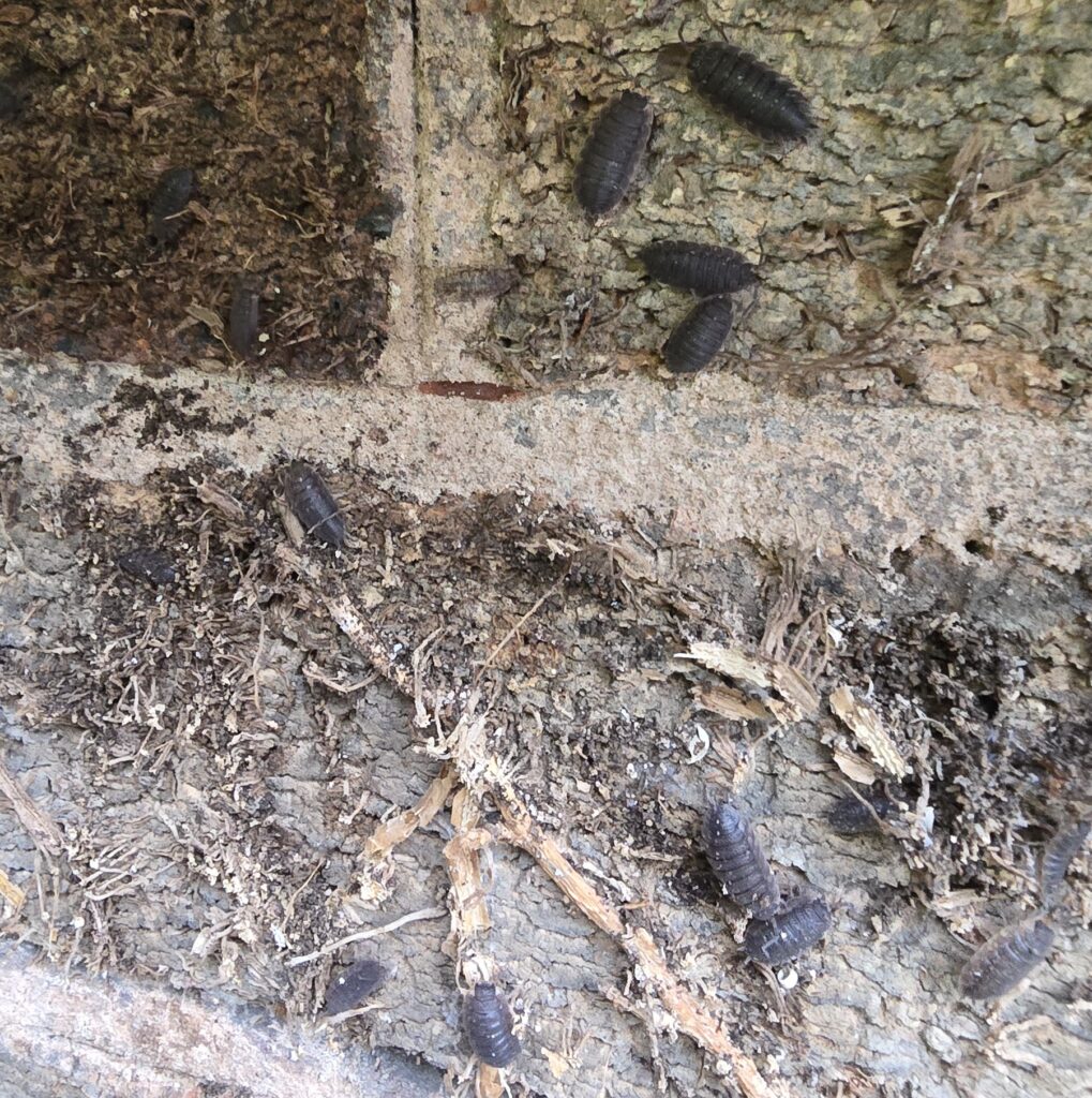 Group of woodlice on damp masonry and ivy debris exposed during ivy removal