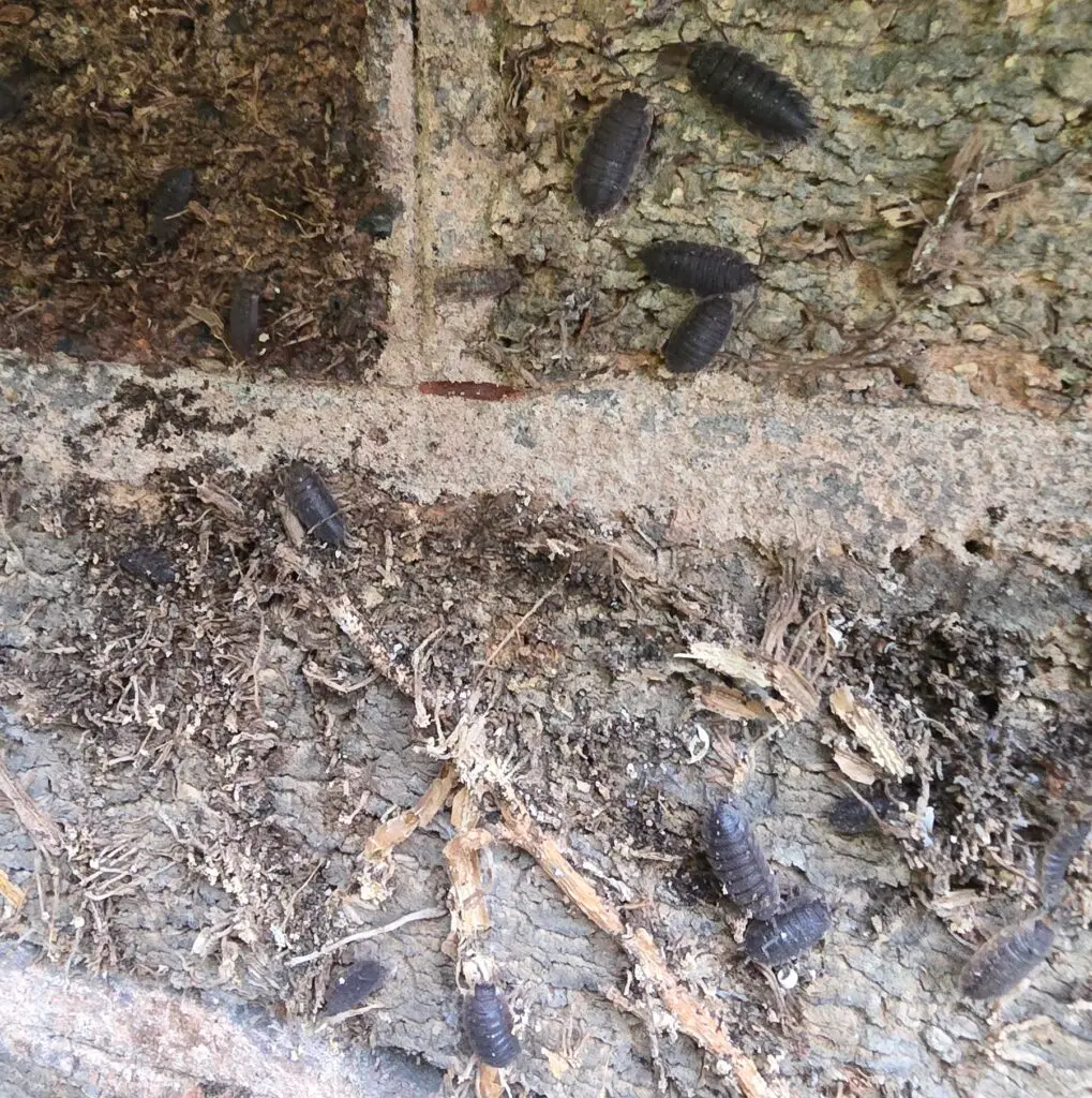 Group of woodlice on damp masonry and ivy debris exposed during ivy removal