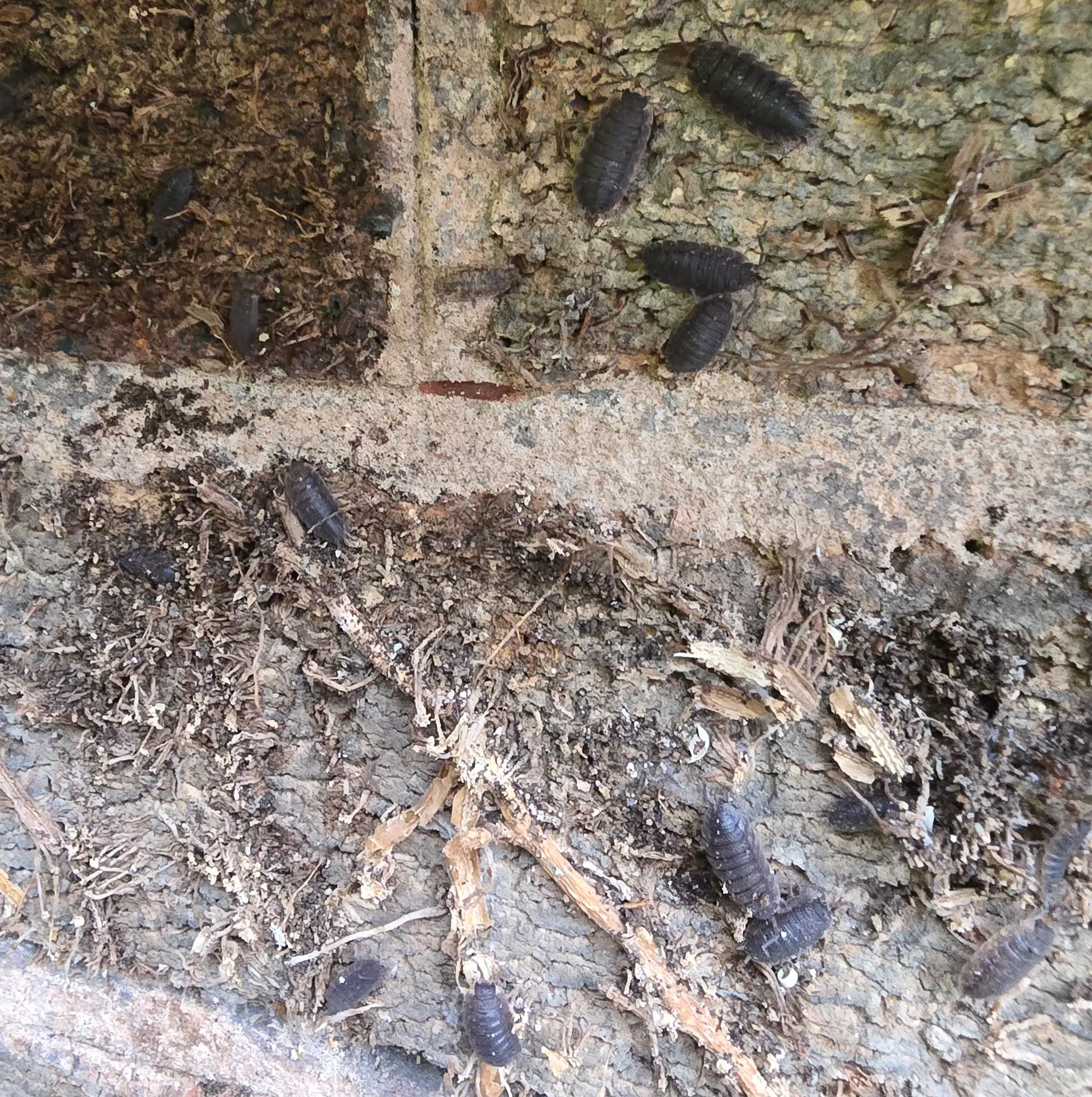 Woodlice exposed on damp masonry and debris behind ivy
