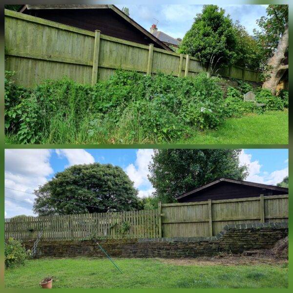 Before and after ivy and overgrowth clearance along a garden boundary in York