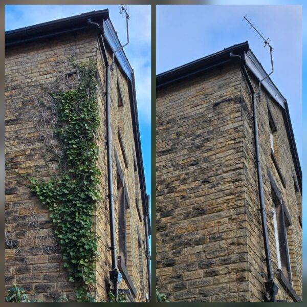 Before and after ivy removal on a three-storey Yorkshire stone property in York showing full wall clearance