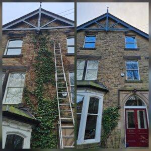 Before and after ivy removal on a three-storey stone property in York showing full wall clearance
