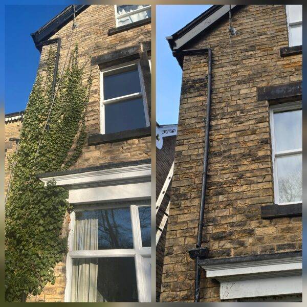York Ivy Removal – Before and After (Yorkshire Stone Property)