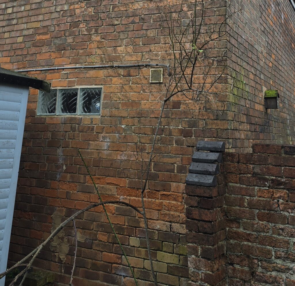 Brick wall cleared after ivy removal with rose stems left in place as requested