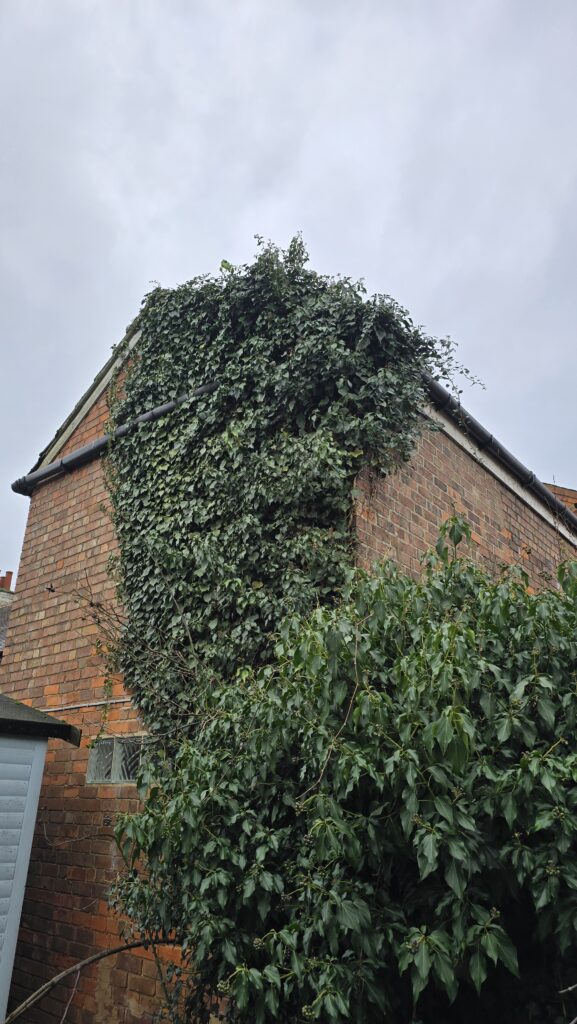 Ivy covering a two-storey brick wall and reaching the roofline and gutters before removal