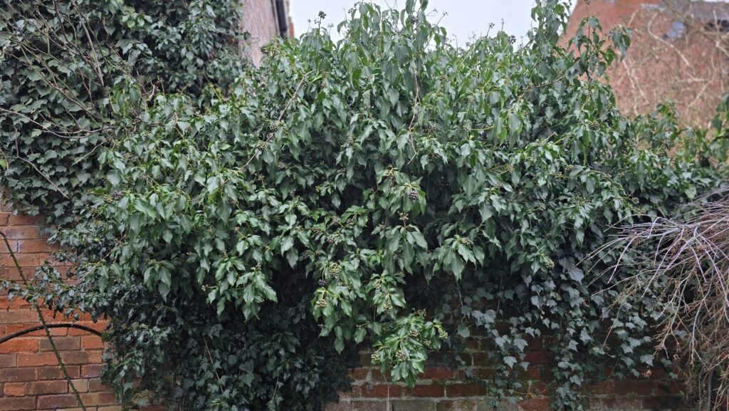 Dense ivy growth covering a garden brick wall before removal
