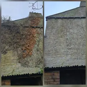 Before and after ivy removal from a gable exterior wall, showing heavy growth cleared and the brickwork and guttering exposed.